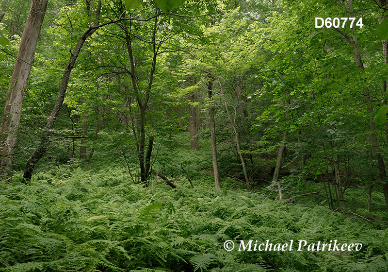 Appalachian-Blue Ridge forests